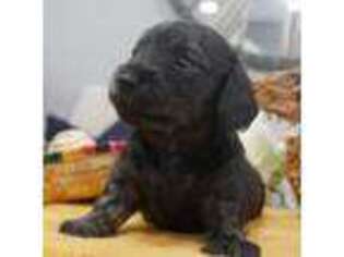 Medium Photo #1 Dachshund Puppy For Sale in Pueblo West, CO, USA