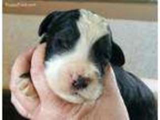 Bernese Mountain Dog Puppy for sale in Bucyrus, OH, USA