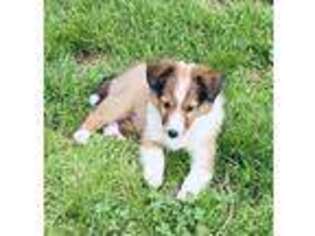 Shetland Sheepdog Puppy for sale in Springfield, MO, USA