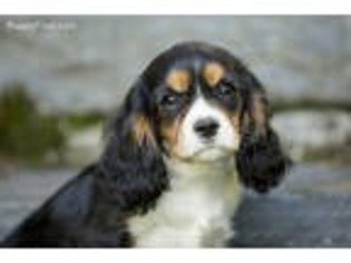 Cavalier King Charles Spaniel Puppy for sale in Paradise, PA, USA