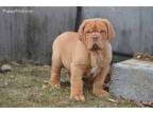 American Bull Dogue De Bordeaux Puppy for sale in Fort Ann, NY, USA