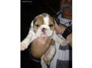 Bulldog Puppy for sale in Mount Airy, NC, USA