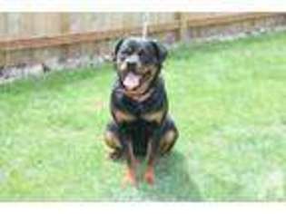 Rottweiler Puppy for sale in OLYMPIA, WA, USA