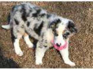Border Collie Puppy for sale in Statesville, NC, USA