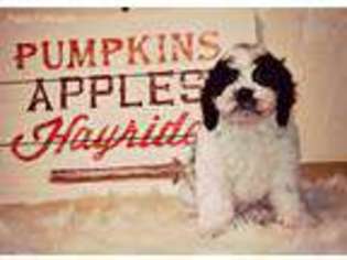 Cavapoo Puppy for sale in West Brookfield, MA, USA