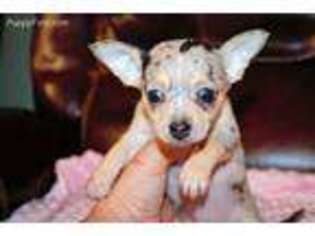 Chihuahua Puppy for sale in Hernando, MS, USA