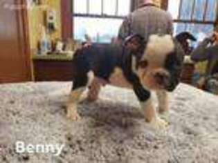 Mutt Puppy for sale in Woodburn, OR, USA