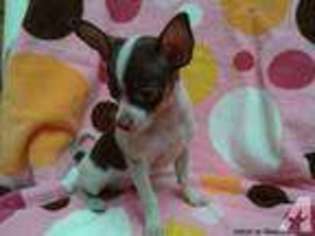 Chihuahua Puppy for sale in BAKERS SUMMIT, PA, USA