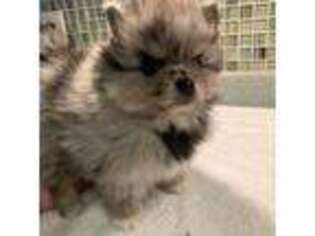 Pomeranian Puppy for sale in Minnetonka, MN, USA