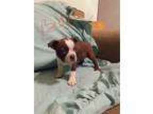 Boston Terrier Puppy for sale in Palm City, FL, USA