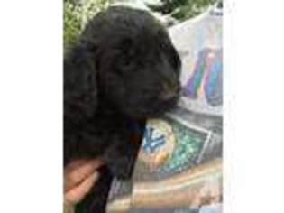 Goldendoodle Puppy for sale in MARION, OH, USA