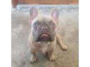 French Bulldog Puppy for sale in North Providence, RI, USA