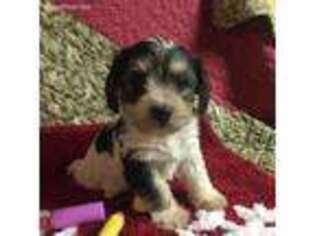 Mutt Puppy for sale in Berwick, PA, USA