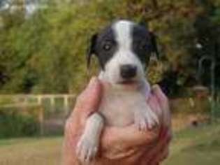 Italian Greyhound Puppy for sale in Rembert, SC, USA