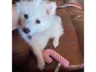 American Eskimo Dog Puppy for sale in Antwerp, NY, USA