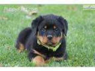 Rottweiler Puppy for sale in Wilson, NC, USA