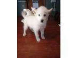 Pomeranian Puppy for sale in Jackson, GA, USA
