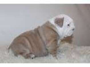 Bulldog Puppy for sale in Wallingford, KY, USA