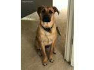Rhodesian Ridgeback Puppy for sale in Yelm, WA, USA