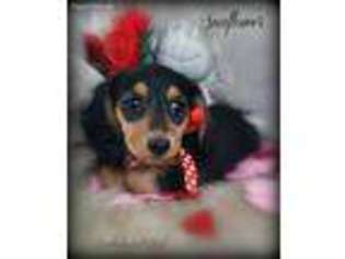 Dachshund Puppy for sale in Bloomington, CA, USA