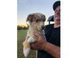 Australian Shepherd Puppy for sale in Opp, AL, USA
