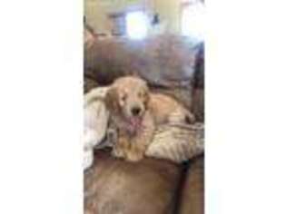 Goldendoodle Puppy for sale in Bemidji, MN, USA