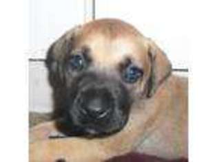 Boerboel Puppy for sale in BRISTOL, CT, USA
