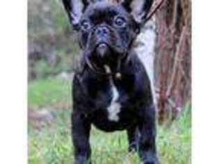 French Bulldog Puppy for sale in Rhinelander, WI, USA