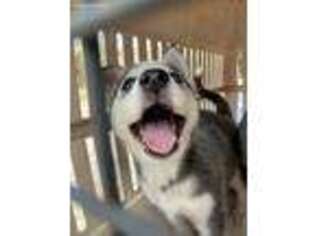 Siberian Husky Puppy for sale in Arlington, TX, USA