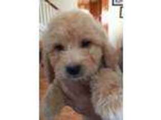 Goldendoodle Puppy for sale in Gurnee, IL, USA