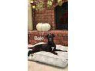 Greyhound Puppy for sale in Blair, OK, USA