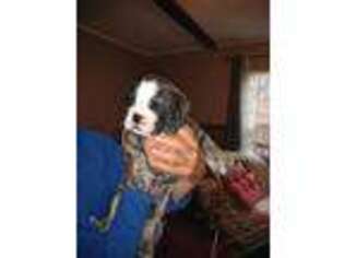 Bulldog Puppy for sale in Tunnel Hill, GA, USA