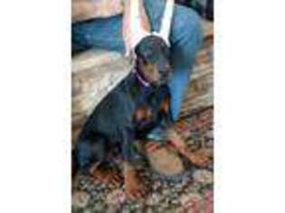 Doberman Pinscher Puppy for sale in Yucca Valley, CA, USA