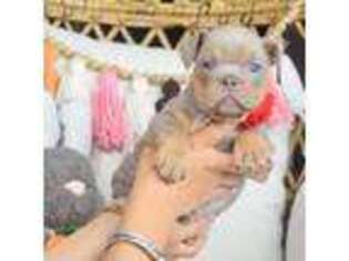 Bulldog Puppy for sale in San Antonio, TX, USA