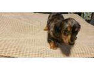 Dachshund Puppy for sale in Picture Rocks, PA, USA