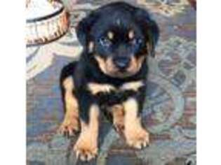 Rottweiler Puppy for sale in Frederick, CO, USA