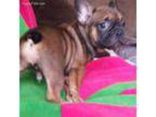 French Bulldog Puppy for sale in Mount Juliet, TN, USA