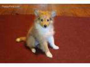Shetland Sheepdog Puppy for sale in Middlesex, NC, USA