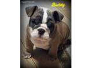 Bulldog Puppy for sale in Grosse Ile, MI, USA