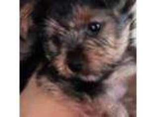 Yorkshire Terrier Puppy for sale in Smyrna, DE, USA