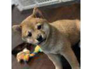 Shiba Inu Puppy for sale in Moreno Valley, CA, USA