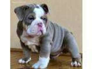 Bulldog Puppy for sale in Fairburn, GA, USA