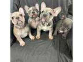 French Bulldog Puppy for sale in Jerome, ID, USA