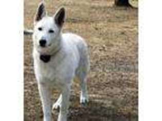German Shepherd Dog Puppy for sale in Stockbridge, GA, USA