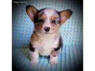 Pembroke Welsh Corgi Puppy for sale in Dublin, TX, USA