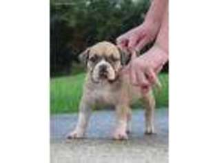 Alapaha Blue Blood Bulldog Puppy for sale in Wellington, OH, USA