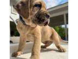 Cane Corso Puppy for sale in Macon, GA, USA