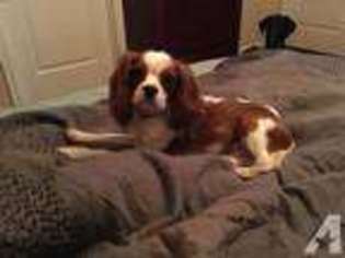 Cavalier King Charles Spaniel Puppy for sale in HOUSTON, TX, USA