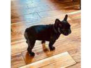 French Bulldog Puppy for sale in West Point, VA, USA
