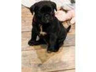 Pug Puppy for sale in Springdale, AR, USA
